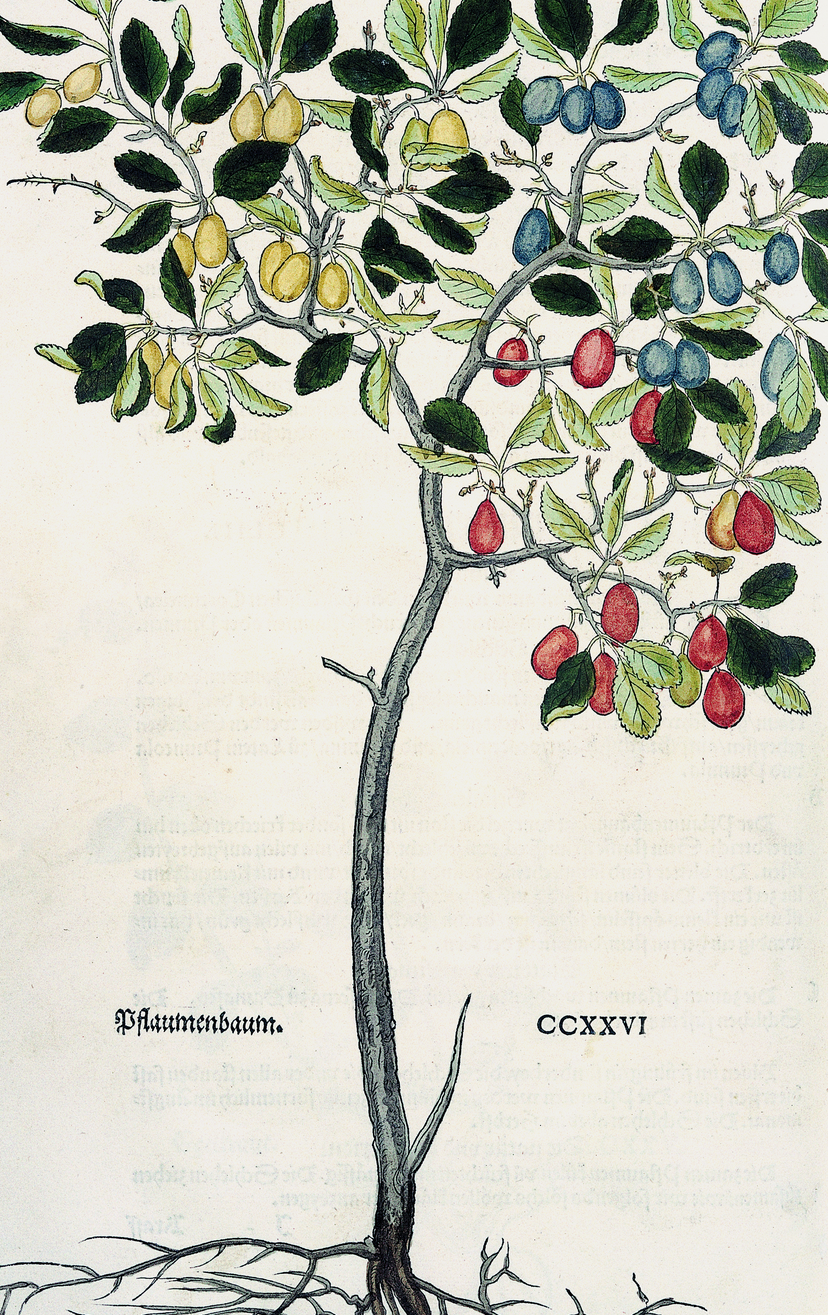 Zeichnung eines Pflaumenbaumes mit roten, gelben und dunkelblauen Früchten